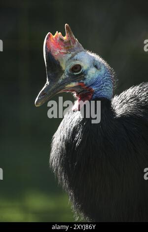 Le cassoar de casque est le deuxième plus grand oiseau en Australie et le troisième plus grand oiseau encore vivant dans le monde aujourd'hui, seule l'autruche africaine (STRU Banque D'Images