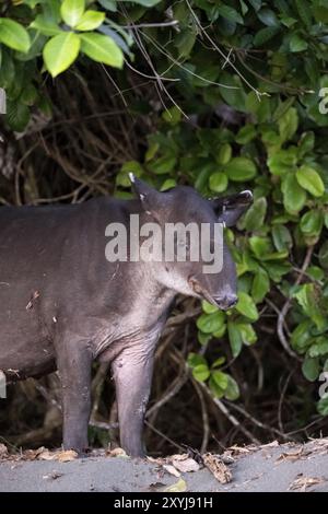 Tapir de Baird (Tapirus bairdii), juvénile, dans la forêt tropicale, parc national du Corcovado, Osa, province de Puntarena, Costa Rica, Amérique centrale Banque D'Images