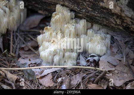 Crinière du lion, (Hericium erinaceus) également appelée champignon à tête de singe, champignon à dents barbus, barbe de satyre, champignon hérisson barbu, champignon pompon Banque D'Images