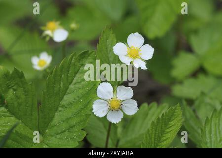 Walderdbeeren à Bluete, floraison de fraises sauvages Banque D'Images