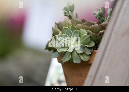 Echeveria elegans dans un pot en argile Banque D'Images