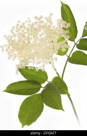 Elderflowers sur fond blanc Banque D'Images