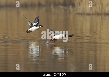 Mâle de canard GoldenEye en vol, Bucephala clangula, mâle de canard Goldeneye commun Banque D'Images