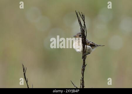 Jeune pierre européenne sur un arbuste. Jeune stonechat attendant la nourriture Banque D'Images