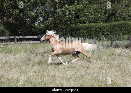 Haflinger sur un pâturage Banque D'Images