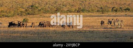 Gnous et zèbres dans la réserve de Sabi Sands Banque D'Images