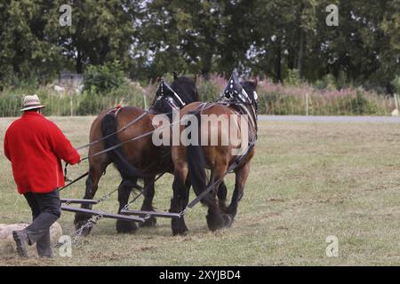 Deux chevaux ardennais déplaçant du bois Banque D'Images
