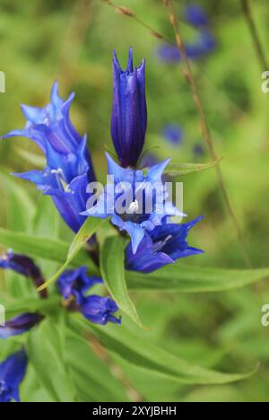 Saule bleu gentiane avec fond vert peu profondes Banque D'Images