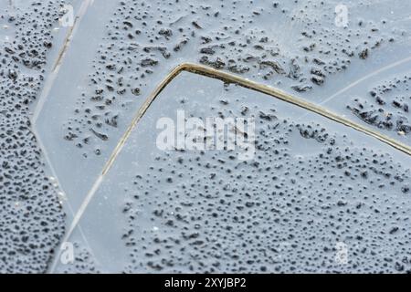 Roseaux dans la glace, Norrbotten, Laponie, Suède, mai 2014, Europe Banque D'Images