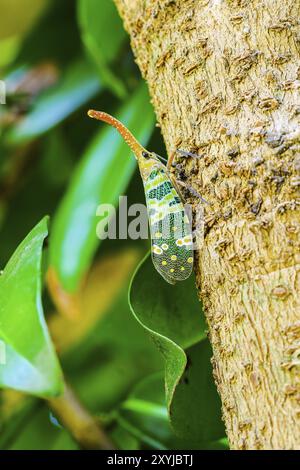 Photo gros plan de Fly Lanterne percher sur un arbre Banque D'Images