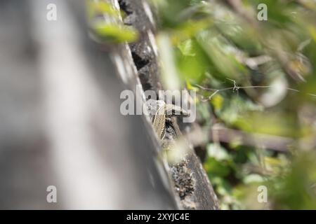 Lézard commun (Podarcis muralis), allongé sur un mur au soleil et en train de se réchauffer, Moselle, Allemagne, Europe Banque D'Images