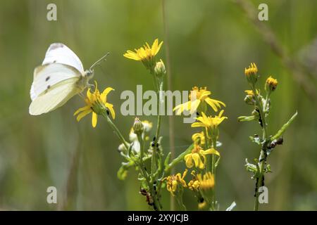 Papillon de chou blanc papillon assis sur une fleur jaune sur un fond vert flou Banque D'Images