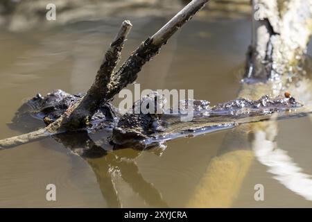 La crapaud de l'est de l'Amérique (Anaxyrus americanus americanus americanus) sous-espèce crapaud de l'Amérique au printemps durant la reproduction Banque D'Images