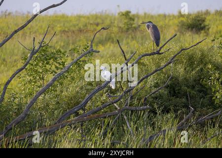 Grande aigrette et grand héron bleu assis sur le marais Banque D'Images