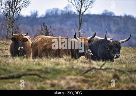 Bétail des Highlands dans un pré. Cornes puissantes fourrure brune. Agriculture et élevage. Mammifères d'Écosse Banque D'Images