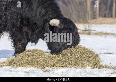 Highlander écossais noir foin vache mangeant de la neige en hiver Banque D'Images