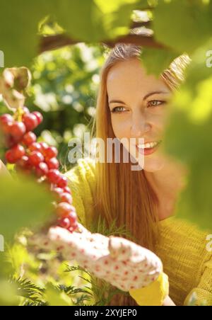 Woman picking grapes vigneron au moment de la récolte dans le vignoble Banque D'Images