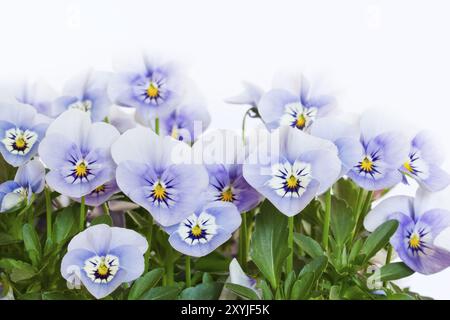 Plusieurs pensées à cornes (Viola cornuta) sur fond blanc Banque D'Images