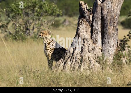 Guépard dans la réserve animalière de Moremi au Botswana Banque D'Images