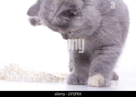 Petite chatte avec des perles sur un fond blanc Banque D'Images