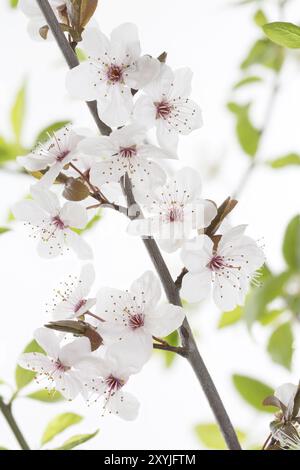 Fleurs d'une prune à feuilles violettes (Prunus cerasifera nigra) Banque D'Images