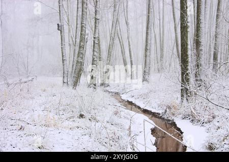 Bach im Winterwald, Bach im Winterwald 01 Banque D'Images