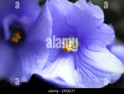 Gros plan de belles fleurs violettes Banque D'Images