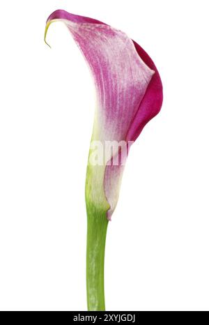 Un rose cala lily isolated on white Banque D'Images