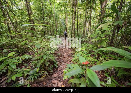 Jeune homme sur un sentier de randonnée dans la forêt tropicale, randonnée touristique dans la forêt tropicale à travers une végétation dense, parc national du Corcovado, Osa Penins Banque D'Images