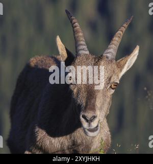 Tête d'un bouillon alpin femelle. Vue de face. Animal sauvage vivant dans les Alpes. Photographié sur le Mont Niederhorn Banque D'Images