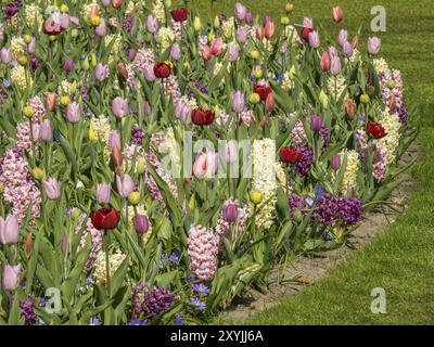 Parterre de fleurs coloré avec diverses tulipes en rouge, rose, jaune et violet, Amsterdam, pays-Bas Banque D'Images