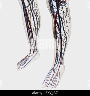 Illustration médicale des artères, des veines et du système lymphatique dans les jambes et les pieds humains Banque D'Images