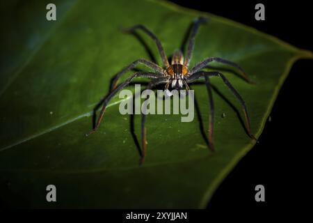 Araignée à peigne Getazi ou araignée banane Getazi (Cupiennius tazi), mâle adulte assis sur une branche la nuit, province d'Alajuela, Costa Rica, Amérique centrale Banque D'Images