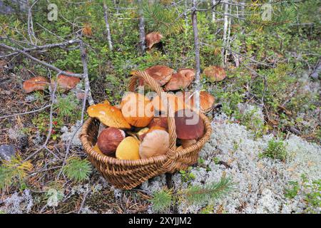 Panier à champignons avec des champignons dans le tube forestier Banque D'Images