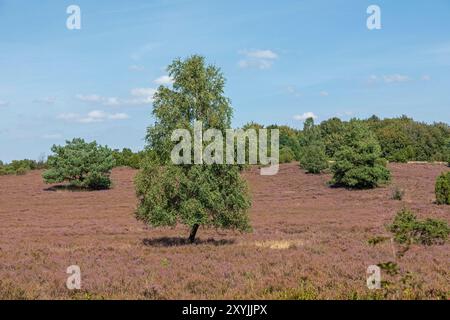 Fleurs Calluna vulgaris, arbres, bouleau, Wilseder Berg près de Wilsede, Bispingen, Lüneburg Heath, basse-Saxe, Allemagne Banque D'Images