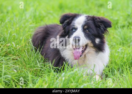 Odd-eyed border collie couché dans l'herbe verte Banque D'Images