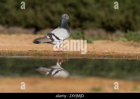 Colombe, pigeon rocher ou pigeon commun (Columba Livia) Banque D'Images