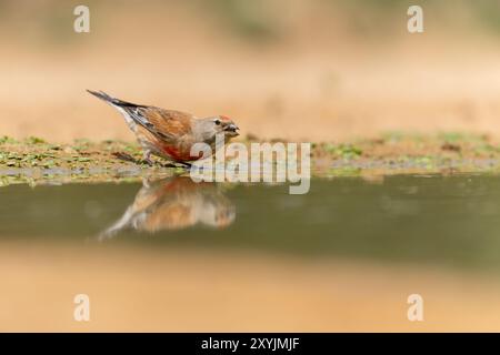 Common linnet (Linaria cannabina) Banque D'Images