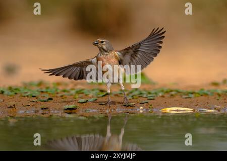 Common linnet (Linaria cannabina) Banque D'Images