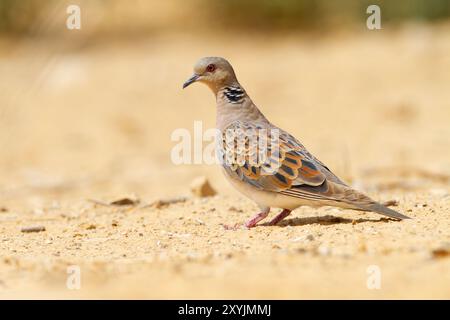 La tourterelle européenne (Streptopelia turtur) Banque D'Images