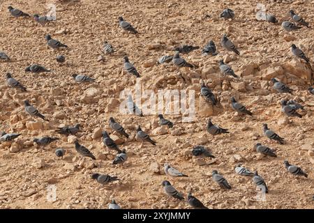 Colombe, pigeon rocher ou pigeon commun (Columba Livia) Banque D'Images