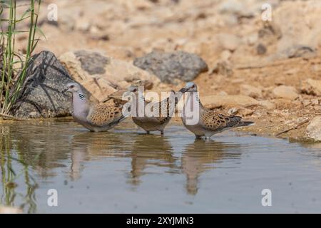 La tourterelle européenne (Streptopelia turtur) Banque D'Images