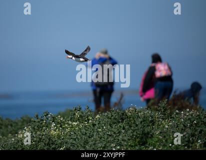 Macareux en vol avec des observateurs d'oiseaux hors de propos regardant dans le mauvais sens au loin, Northumberland, Angleterre Banque D'Images