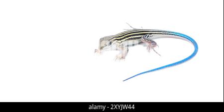 Lézard à six lignes - Aspidoscelis sexlineatus - jeune juvénile avec queue bleu vif. vue latérale avant isolée sur fond blanc. Floride Banque D'Images