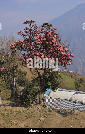 Scène printanière dans le parc national de Langtang, Népal. Rhododendron rose Banque D'Images