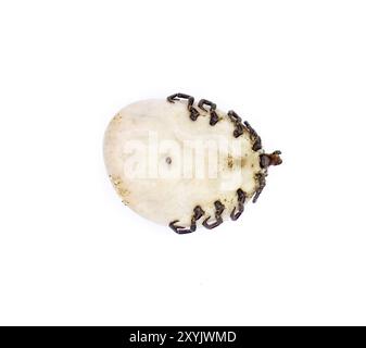 Tique de tortue gopher adulte - Amblyomma tuberculatum - vue ventrale inférieure avec détail montrant l'expectoration, le corps, les jambes, la tête. Entièrement engorgé de sang. TIC Banque D'Images