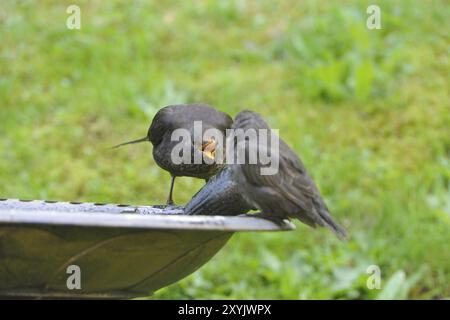 Jeune Starling sur sa première sortie.Starling, Starling européen, Sturnus vulgaris Banque D'Images