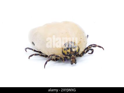 Tique de tortue gopher adulte - Amblyomma tuberculatum - trouvée seulement sur la tortue gopher. Plus grande espèce en Amérique du Nord. vue latérale de dessus avant avec détail Banque D'Images