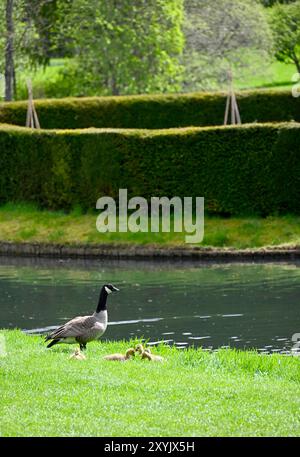 Canada Goose avec Goslings près du lac au château Blair Atholl Banque D'Images