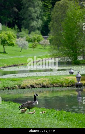 Canada Goose avec Goslings près du lac au château Blair Atholl Banque D'Images